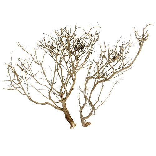 tételeket Dry Tree Nature 500gr