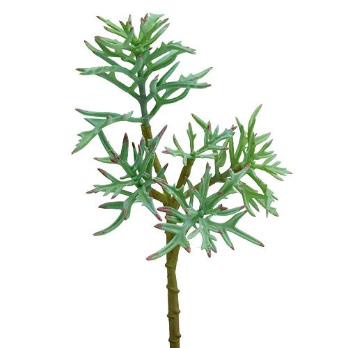 Echeveria 33cm világoszöld