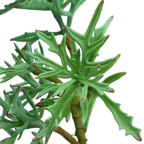 Floristik24 Echeveria 33cm világoszöld