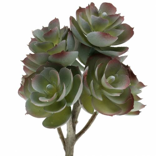Floristik24 Zamatos Echeveria sötétzöld 21cm 3db