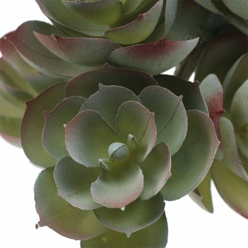 Floristik24 Zamatos Echeveria sötétzöld 21cm 3db