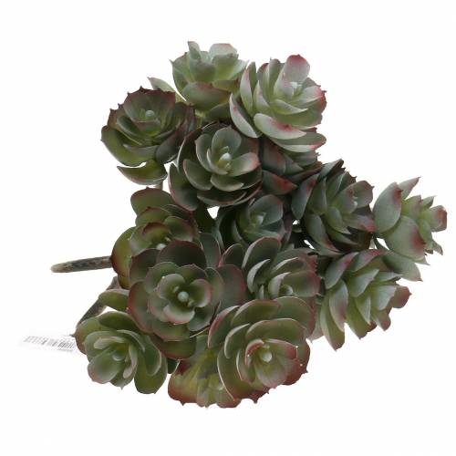 Floristik24 Zamatos Echeveria sötétzöld 21cm 3db