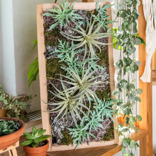 Floristik24 Echeveria 33cm világoszöld