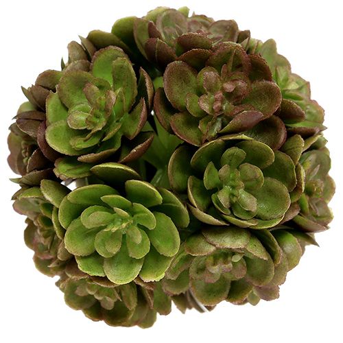 Floristik24 Echeveria labda 5cm zöld 4db
