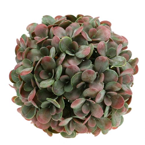 Floristik24 Echeveria labda műzöld, piros Ø22cm