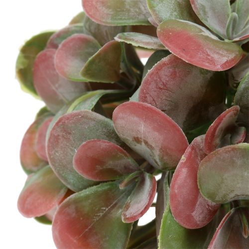 Floristik24 Echeveria golyók zöld, piros Ø14cm 4db