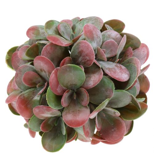 Floristik24 Echeveria golyók zöld, piros Ø14cm 4db