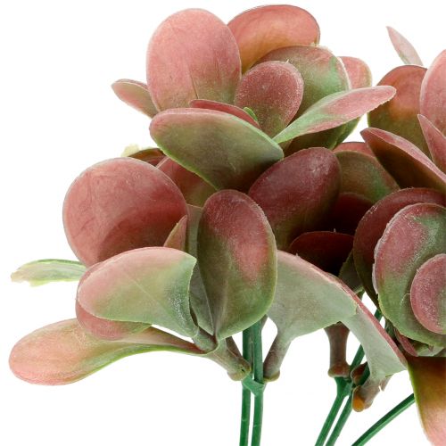 Floristik24 Echeveria ág zöld, szilva 24cm 6db
