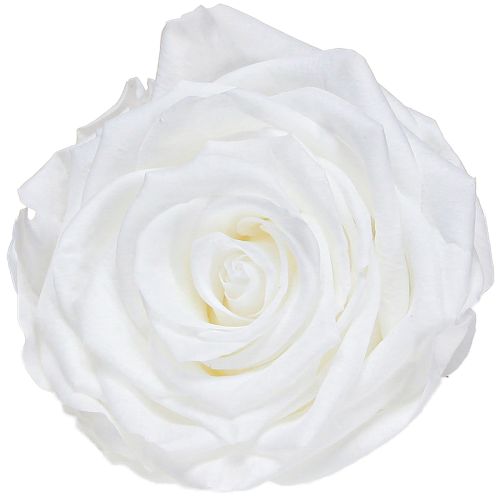 Floristik24 Igazi rózsafejek Infinity Roses Fehér Prémium Ø8.5cm 4 db