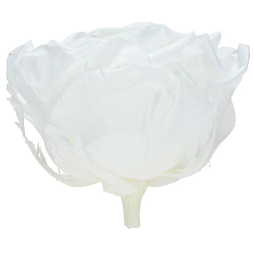 Floristik24 Igazi rózsafejek Infinity Roses Fehér Prémium Ø8.5cm 4 db