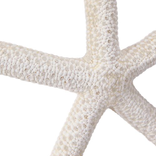 tételeket Valódi tengeri csillag természetes dekoráció tengeri Ø16-20cm 10 db