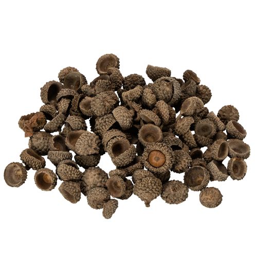 Természetes makk sapkák, dísztálak őszi és adventi időszakra, 2 cm, 300 g vétel | Floristik24.hu