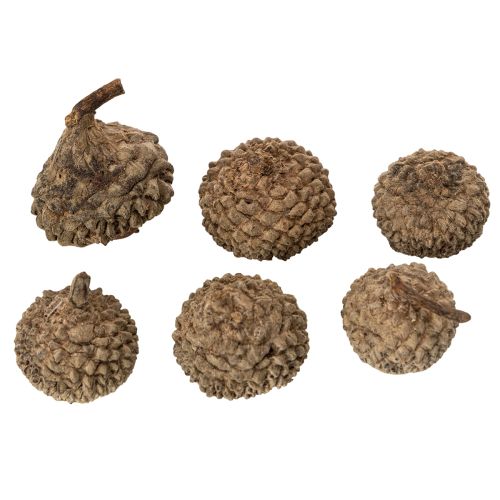 Természetes makk sapkák, dísztálak őszi és adventi időszakra, 2 cm, 300 g | Floristik24.hu