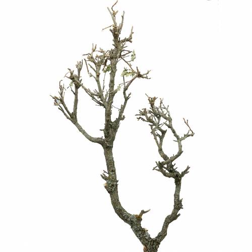 Floristik24 Dekoratív tölgy bonsai jellegű