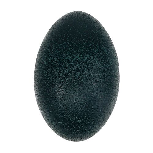Floristik24 Emu tojás natúr 12cm - 14cm 1db
