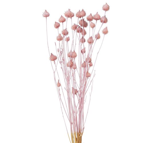 Eper bogáncs száraz bogáncs dekoráció világos rózsaszín 58cm 65g