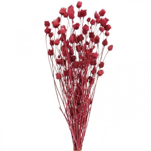 Szárított virágok Vörös száraz bogáncs epres bogáncs színes 100g