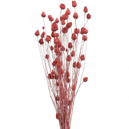 Szárított virágok Szárított bogáncs epres bogáncs világos rózsaszín 100g