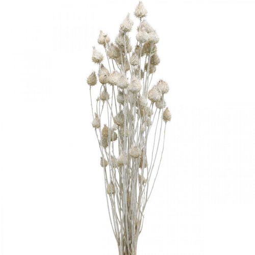 tételeket Szárított virágok fehér szárított bogáncs epres bogáncs színes 100g