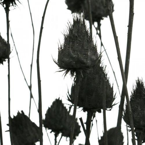 tételeket Szárított virágok Fekete száraz bogáncs epres bogáncs 100g