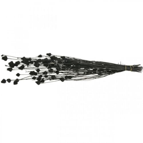 tételeket Szárított virágok Fekete száraz bogáncs epres bogáncs 100g