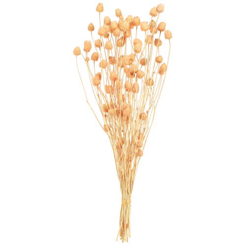 Eper bogáncs száraz dekorációs bogáncs lazacban 55cm 100g