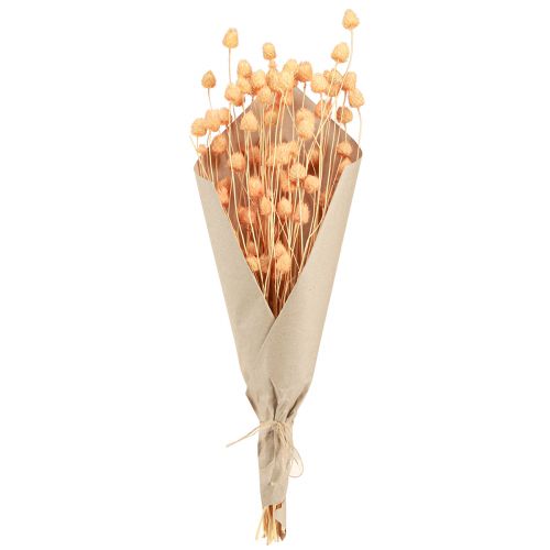 tételeket Eper bogáncs száraz dekorációs bogáncs lazacban 55cm 100g