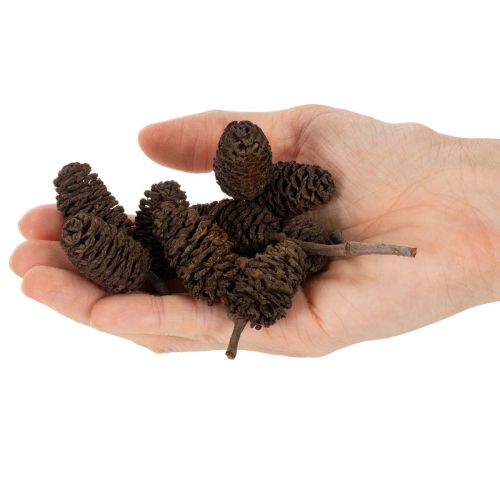 Természetes égerfa tobozok, kinyerhetőek, dekorációnak, 3 cm, 300 g, natúr barna. | Floristik24.hu