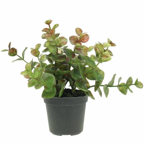 Floristik24 Eukaliptusz edényben H15 cm