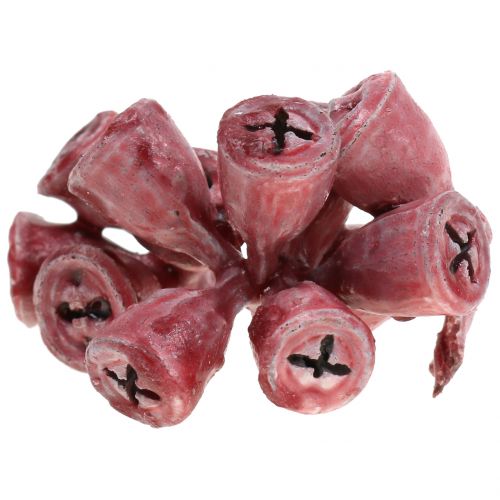 Floristik24 Vörös viaszos eukaliptusz gyümölcs 250g