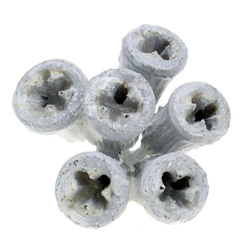 Floristik24 Eukaliptusz gyümölcs viaszos fehér 250g