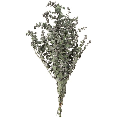 Floristik24 Eukaliptusz tartósított ágak levelei kerek zöld 150g