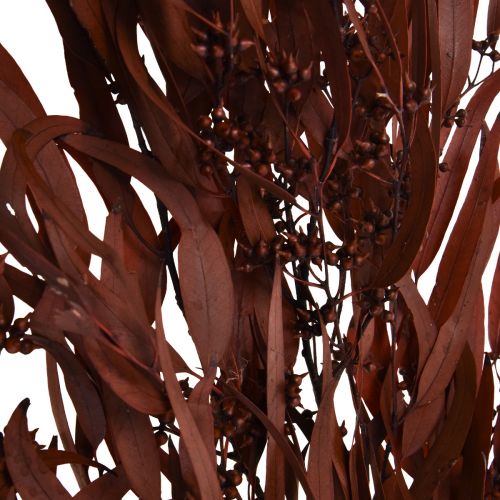 tételeket Eukaliptusz tartósított eukaliptusz ágak piros, barna 56cm 135g