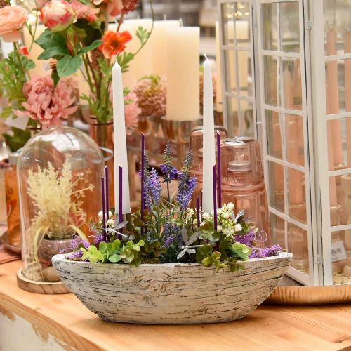 Floristik24 Eukaliptusz edényben H15 cm