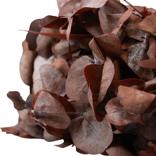 Floristik24 Eukaliptusz koszorú natúr koszorú eukaliptusz tartósított vörös Ø33cm