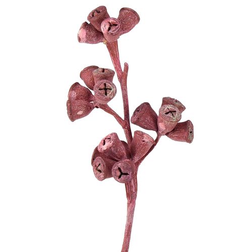 tételeket Eukaliptusz ágak vörös matt natúr dekoráció egzotikus 25 darab