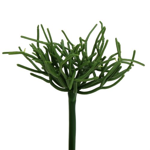 Floristik24 Euphorbia pick zöld 19cm 4db