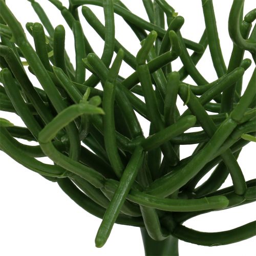 tételeket Euphorbia pick zöld 19cm 4db