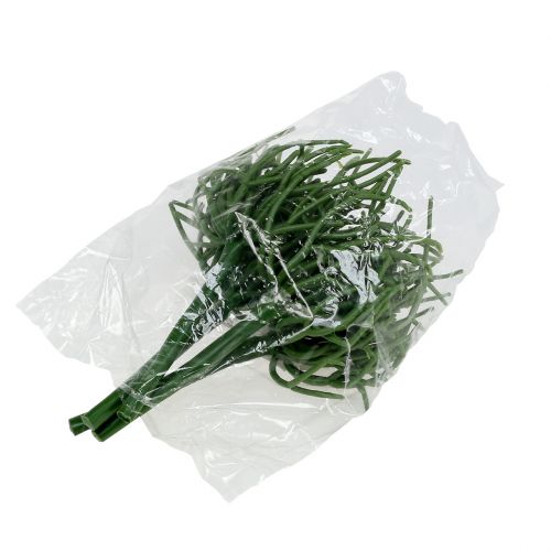 Floristik24 Euphorbia pick zöld 19cm 4db