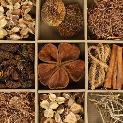 Floristik24 A természet egzotikus keveréke