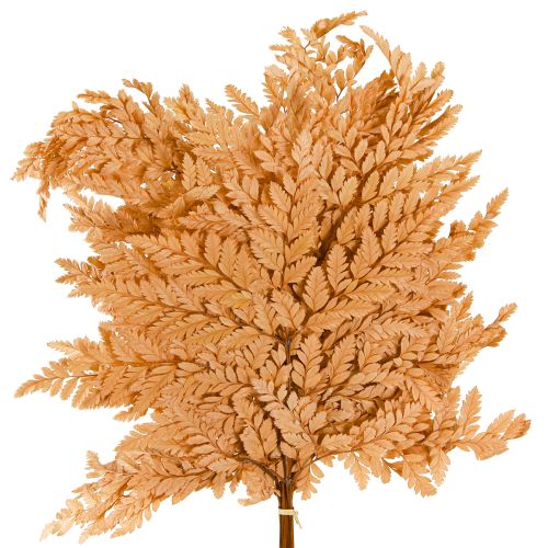 Floristik24 Narancssárga tartósított páfrány dekoráció 45cm 10 darabos otthoni dekoráció barkácsolás