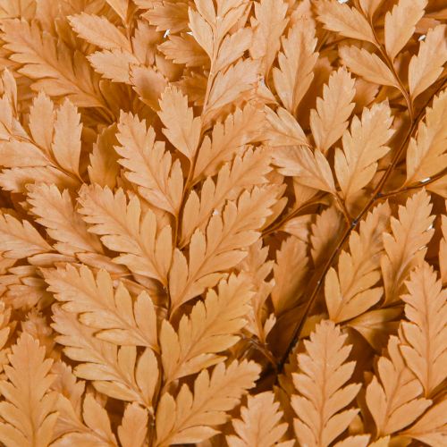 tételeket Narancssárga tartósított páfrány dekoráció 45cm 10 darabos otthoni dekoráció barkácsolás