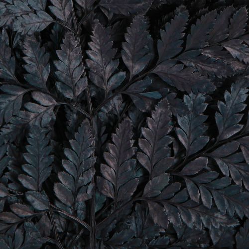 tételeket Páfrány dekoráció Valódi páfránylevelek Fekete Tartósított 45cm 10 Db