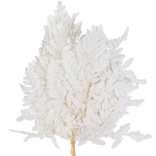 Páfrány dekoráció Valódi páfránylevelek Fehér Tartósított 45cm 10 Db