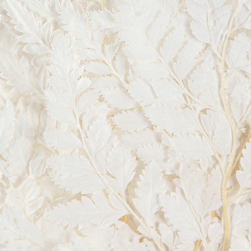 Floristik24 Páfrány dekoráció Valódi páfránylevelek Fehér Tartósított 45cm 10 Db