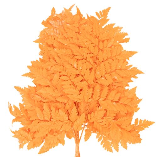 Szárított, tartósított páfránylevelek virágkötészethez és őszi dekorációhoz, 42 cm, 10 darab | Floristik24.hu