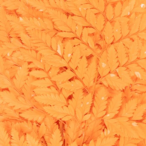 Szárított, tartósított páfránylevelek virágkötészethez és őszi dekorációhoz, 42 cm, 10 darab | Floristik24.hu