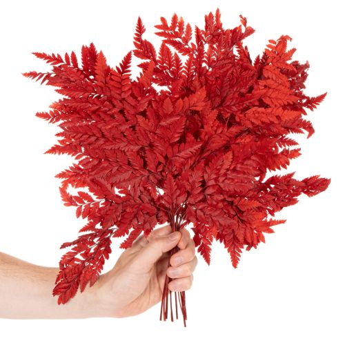 Tartósított és festett páfránylevelek, igazi páfrány őszi virágdíszekhez, 42 cm, 10 darab | Floristik24.hu