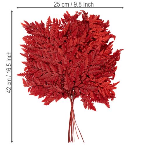 Tartósított és festett páfránylevelek, igazi páfrány őszi virágdíszekhez, 42 cm, 10 darab | Floristik24.hu