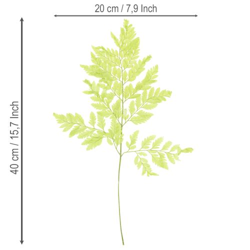 tételeket Páfrányok: Tartósított, kiváló minőségű természetes anyag tartós dekorációs projektekhez, 40 cm, 10 darab